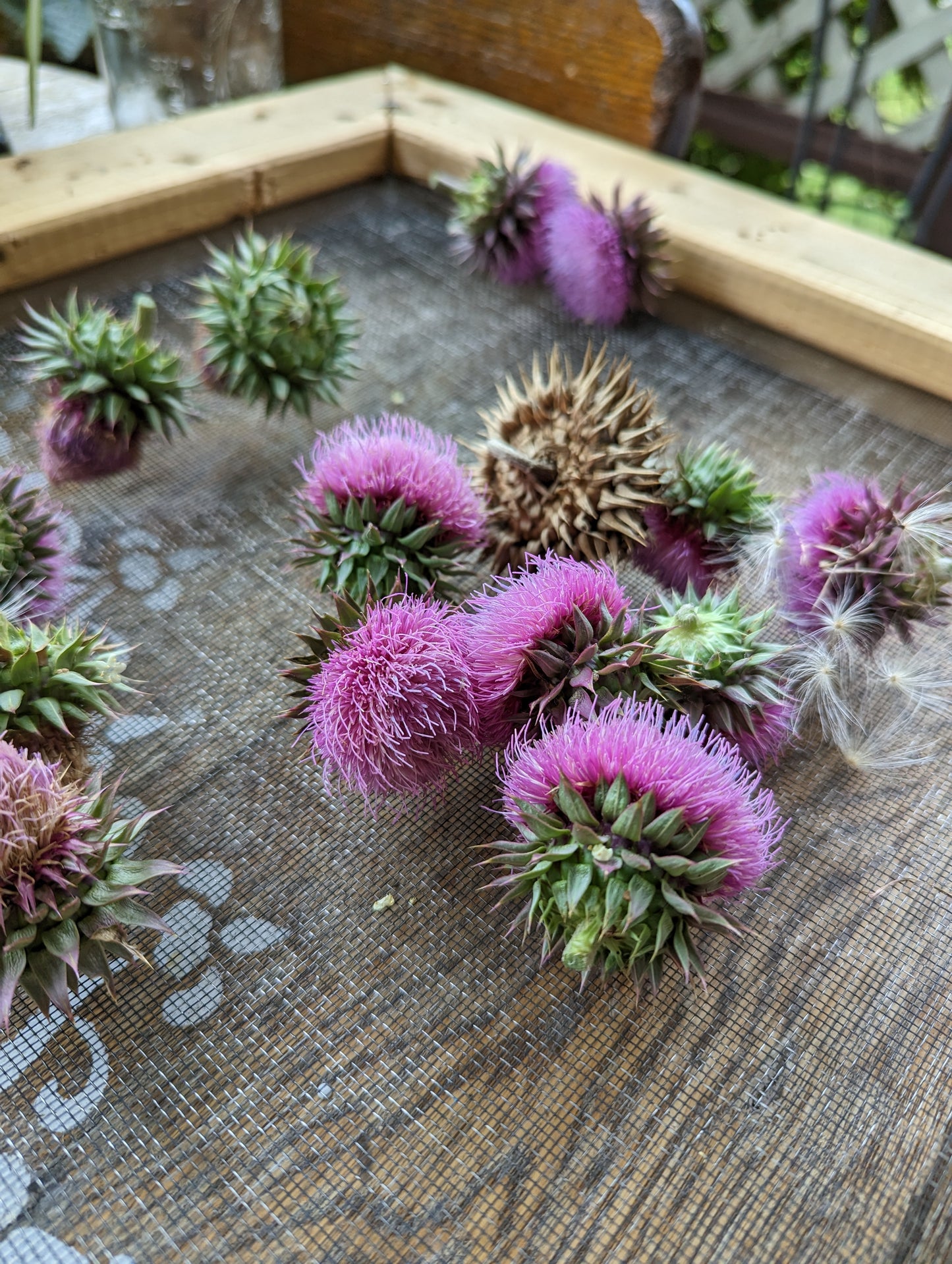 Renew & Restore Tincture