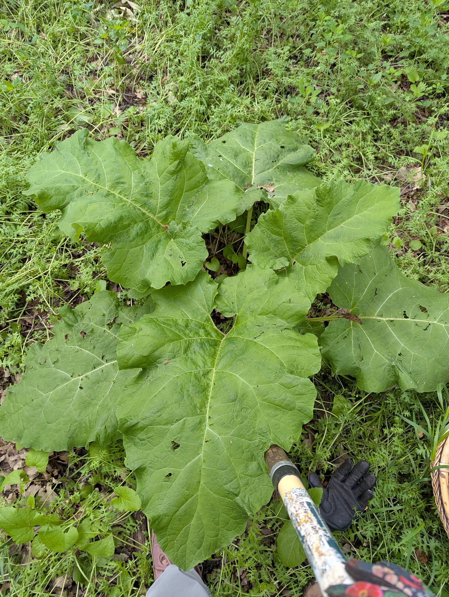 Renew & Restore Tincture