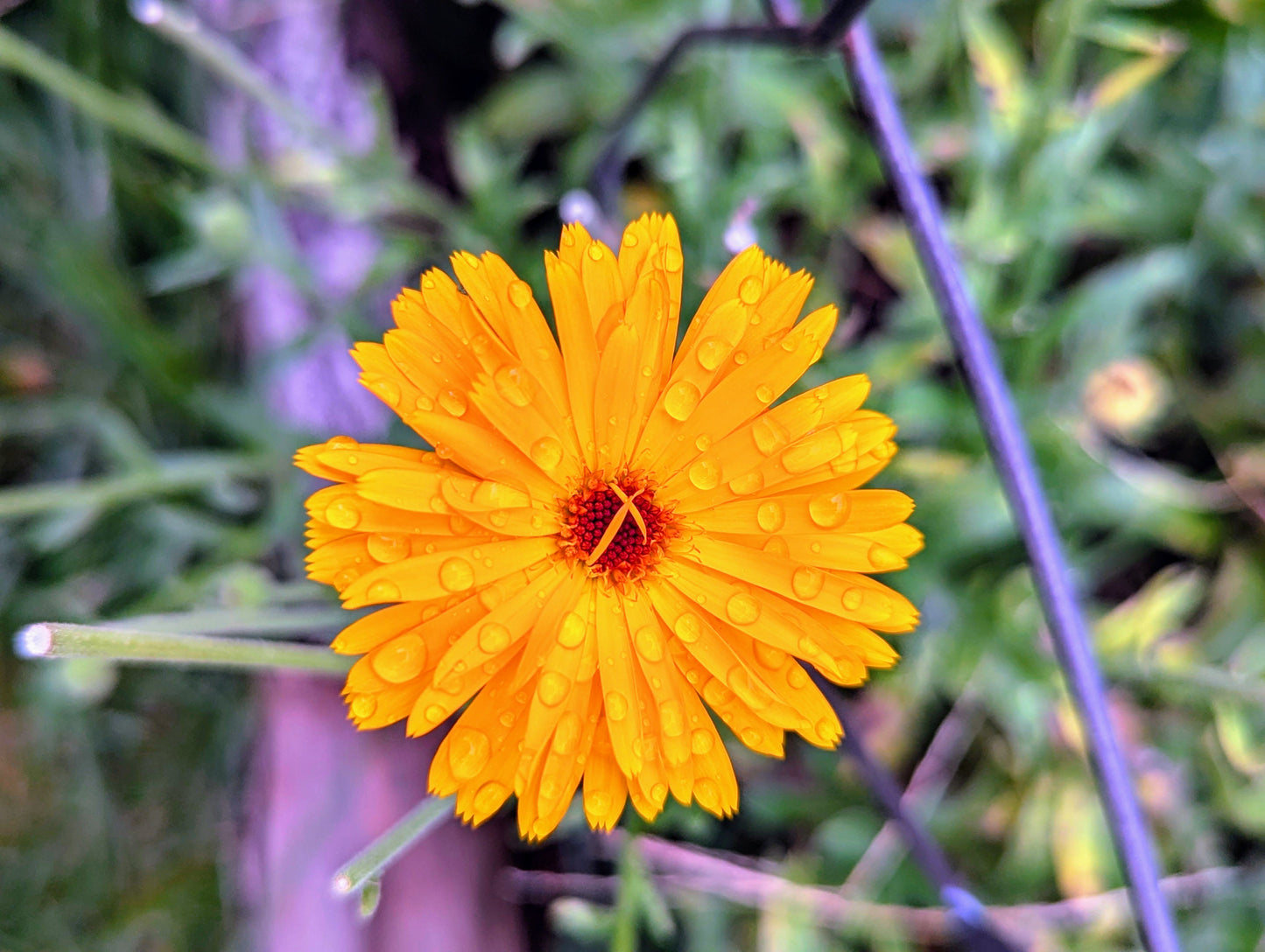 Heavenly Lips lip balm